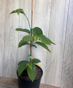 Atemoya Gefner, Grafted , in 3 Gallons Pot, Annona Hybrids - Image 3