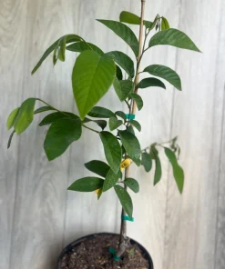 Atemoya Gefner, Grafted , in 3 Gallons Pot, Annona Hybrids - Image 4