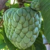 Atemoya Gefner, Grafted , in 3 Gallons Pot, Annona Hybrids - Image 1