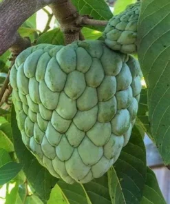Atemoya Gefner, Grafted , in 3 Gallons Pot, Annona Hybrids - Image 1