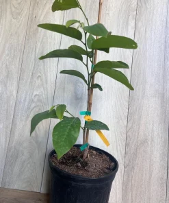 Atemoya Gefner, Grafted , in 3 Gallons Pot, Annona Hybrids - Image 5