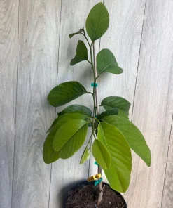 Atemoya Gefner, Grafted , in 3 Gallons Pot, Annona Hybrids - Image 6