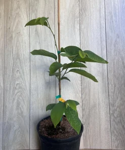 Atemoya Gefner, Grafted , in 3 Gallons Pot, Annona Hybrids - Image 7