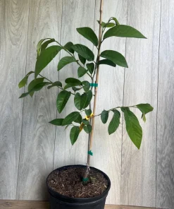 Atemoya Gefner, Grafted , in 3 Gallons Pot, Annona Hybrids - Image 8