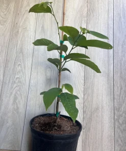 Atemoya Gefner, Grafted , in 3 Gallons Pot, Annona Hybrids - Image 9
