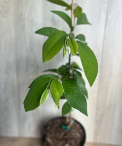 Atemoya Lisa, Grafted , in 3 Gallons Pot, Annona Hybrids - Image 2