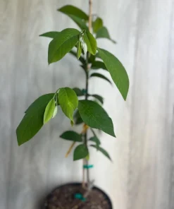 Atemoya Lisa, Grafted , in 3 Gallons Pot, Annona Hybrids - Image 3