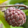 Atemoya Lisa, Grafted , in 3 Gallons Pot, Annona Hybrids - Image 1