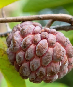 Atemoya Lisa, Grafted , in 3 Gallons Pot, Annona Hybrids - Image 1