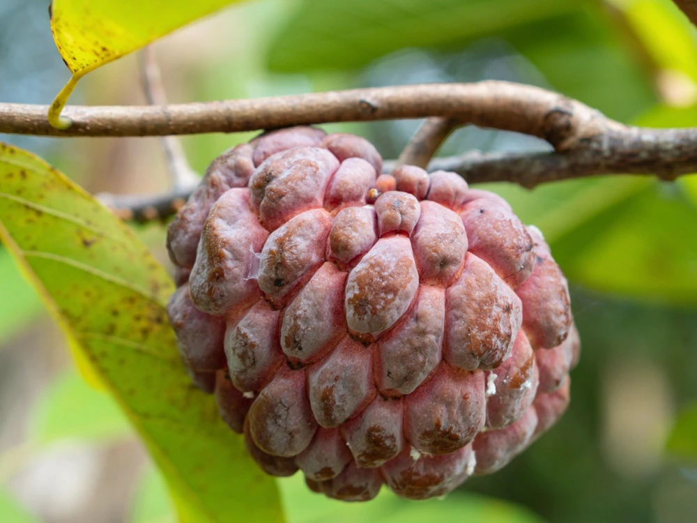 Atemoya Lisa, Grafted , in 3 Gallons Pot, Annona Hybrids - Image 1