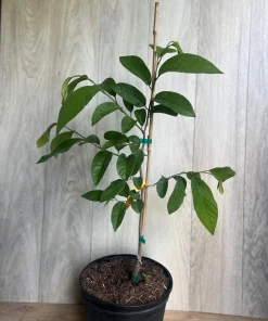 Atemoya Lisa, Grafted , in 3 Gallons Pot, Annona Hybrids - Image 5