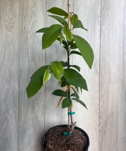 Atemoya Lisa, Grafted , in 3 Gallons Pot, Annona Hybrids - Image 7