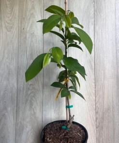 Atemoya Lisa, Grafted , in 3 Gallons Pot, Annona Hybrids - Image 8