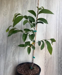 Atemoya Lisa, Grafted , in 3 Gallons Pot, Annona Hybrids - Image 9