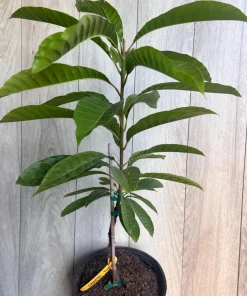 Atemoya Priestly, Grafted , in 3 Gallons Pot, Annona Hybrids - Image 2