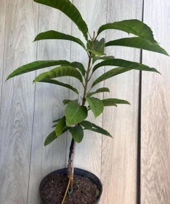 Atemoya Priestly, Grafted , in 3 Gallons Pot, Annona Hybrids - Image 3