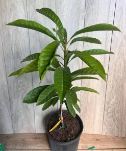 Atemoya Priestly, Grafted , in 3 Gallons Pot, Annona Hybrids - Image 4