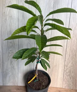 Atemoya Priestly, Grafted , in 3 Gallons Pot, Annona Hybrids - Image 5