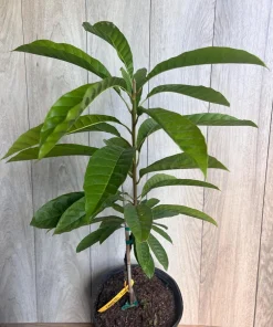 Atemoya Priestly, Grafted , in 3 Gallons Pot, Annona Hybrids - Image 6