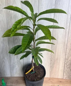 Atemoya Priestly, Grafted , in 3 Gallons Pot, Annona Hybrids - Image 7