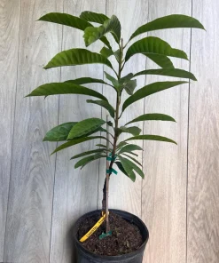 Atemoya Priestly, Grafted , in 3 Gallons Pot, Annona Hybrids - Image 8