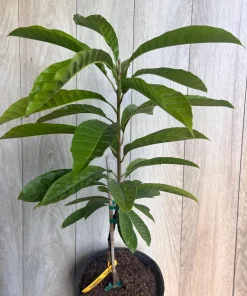 Atemoya Priestly, Grafted , in 3 Gallons Pot, Annona Hybrids - Image 9