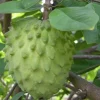 Atemoya Priestly, Grafted , in 3 Gallons Pot, Annona Hybrids - Image 1