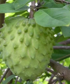 Atemoya Priestly, Grafted , in 3 Gallons Pot, Annona Hybrids - Image 1