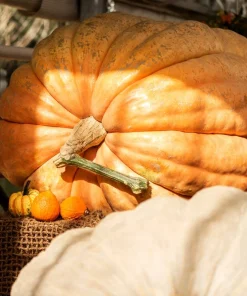 Atlantic Giant Pumpkin Seeds - 10 Count, Grow Huge Gourds - Image 10