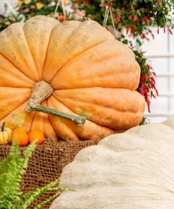 Atlantic Giant Pumpkin Seeds - 10 Count, Grow Huge Gourds - Image 11