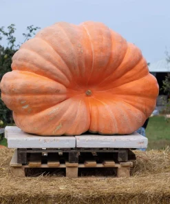 Atlantic Giant Pumpkin Seeds - 10 Count, Grow Huge Gourds - Image 12