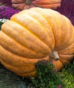 Atlantic Giant Pumpkin Seeds - 10 Count, Grow Huge Gourds - Image 2