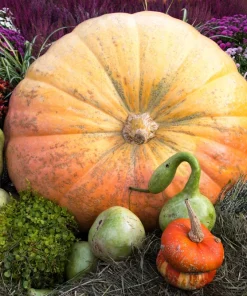 Atlantic Giant Pumpkin Seeds - 10 Count, Grow Huge Gourds - Image 3