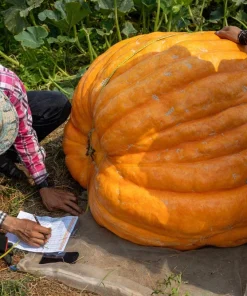 Atlantic Giant Pumpkin Seeds - 10 Count, Grow Huge Gourds - Image 4