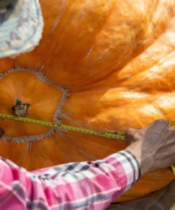 Atlantic Giant Pumpkin Seeds - 10 Count, Grow Huge Gourds - Image 5