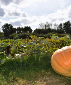 Atlantic Giant Pumpkin Seeds - 10 Count, Grow Huge Gourds - Image 6