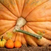Atlantic Giant Pumpkin Seeds - 10 Count, Grow Huge Gourds - Image 1