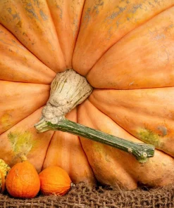 Atlantic Giant Pumpkin Seeds - 10 Count, Grow Huge Gourds - Image 1