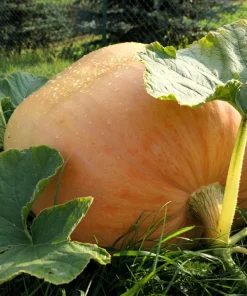 Atlantic Giant Pumpkin Seeds - 10 Count, Grow Huge Gourds - Image 7