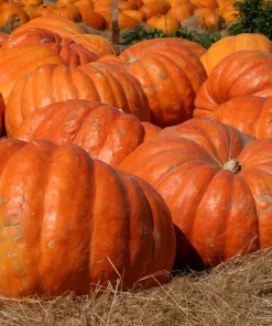 Atlantic Giant Pumpkin Seeds - 10 Count, Grow Huge Gourds - Image 8