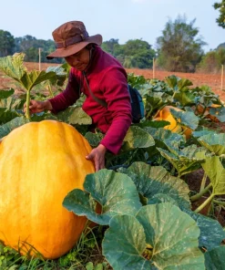 Atlantic Giant Pumpkin Seeds - 10 Count, Grow Huge Gourds - Image 9