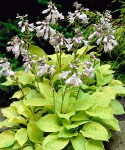 August Moon Hosta Live Plant – Golden Green Foliage – Quart Pot – Outdoor Shade Plant - Image 2