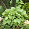 August Moon Hosta Live Plant – Golden Green Foliage – Quart Pot – Outdoor Shade Plant - Image 1