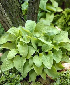 August Moon Hosta Live Plant – Golden Green Foliage – Quart Pot – Outdoor Shade Plant - Image 1