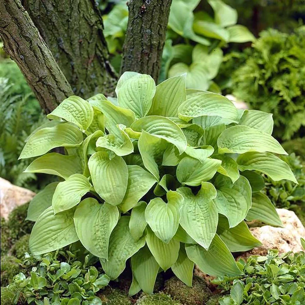 August Moon Hosta Live Plant – Golden Green Foliage – Quart Pot – Outdoor Shade Plant - Image 1