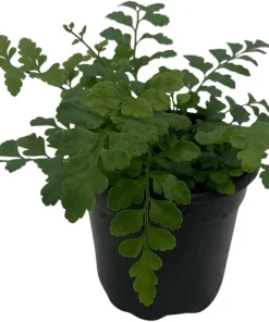 Austral Gem Fern Live Plant – 4" Pot – Asplenium dimorphum – Indoor Houseplant - Image 2