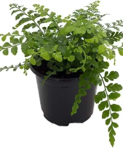 Austral Gem Fern Live Plant – 4