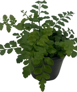 Austral Gem Fern Live Plant – 4