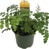 Austral Gem Fern Live Plant – 4" Pot – Asplenium dimorphum – Indoor Houseplant - Image 1