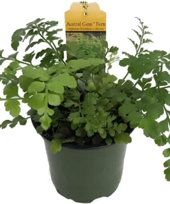 Austral Gem Fern Live Plant – 4